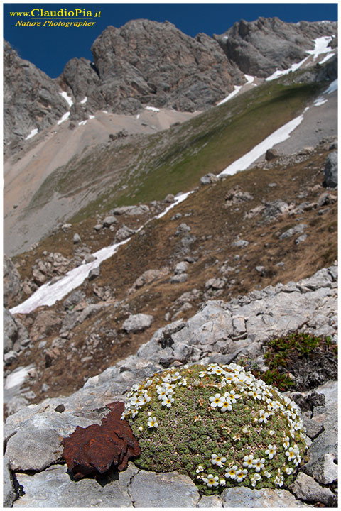 androsace helvetica dolomiti, fiori di montagna, alpini
